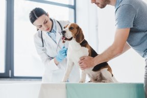 Bursa'deki en iyi veteriner klinikleri